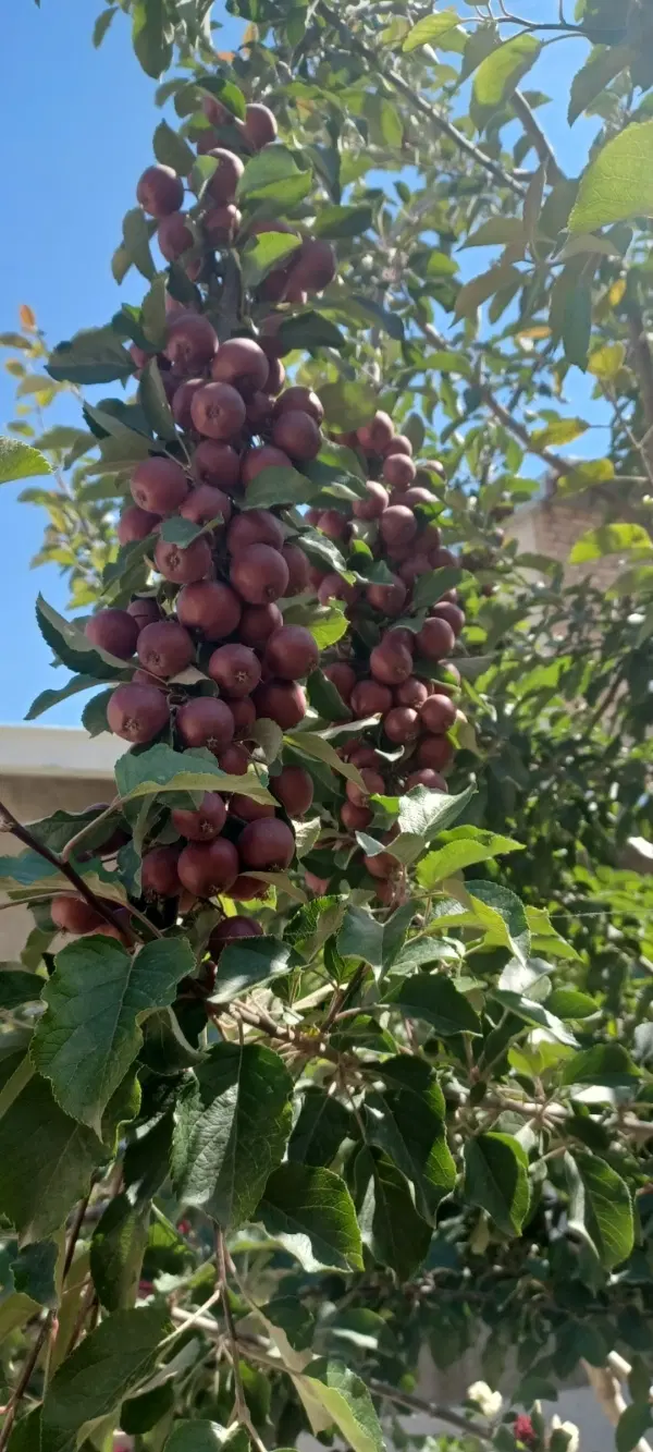 خانه دونبش ویلایی یک طبقه در بهار