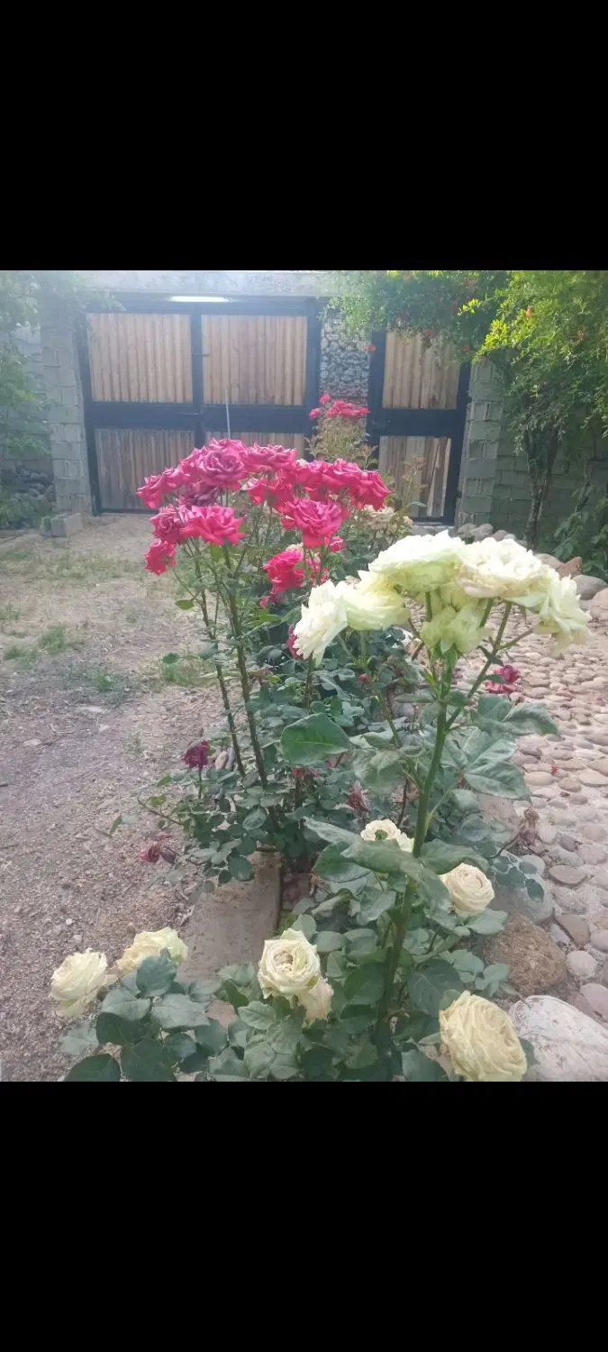 باغچه شهرک آرین