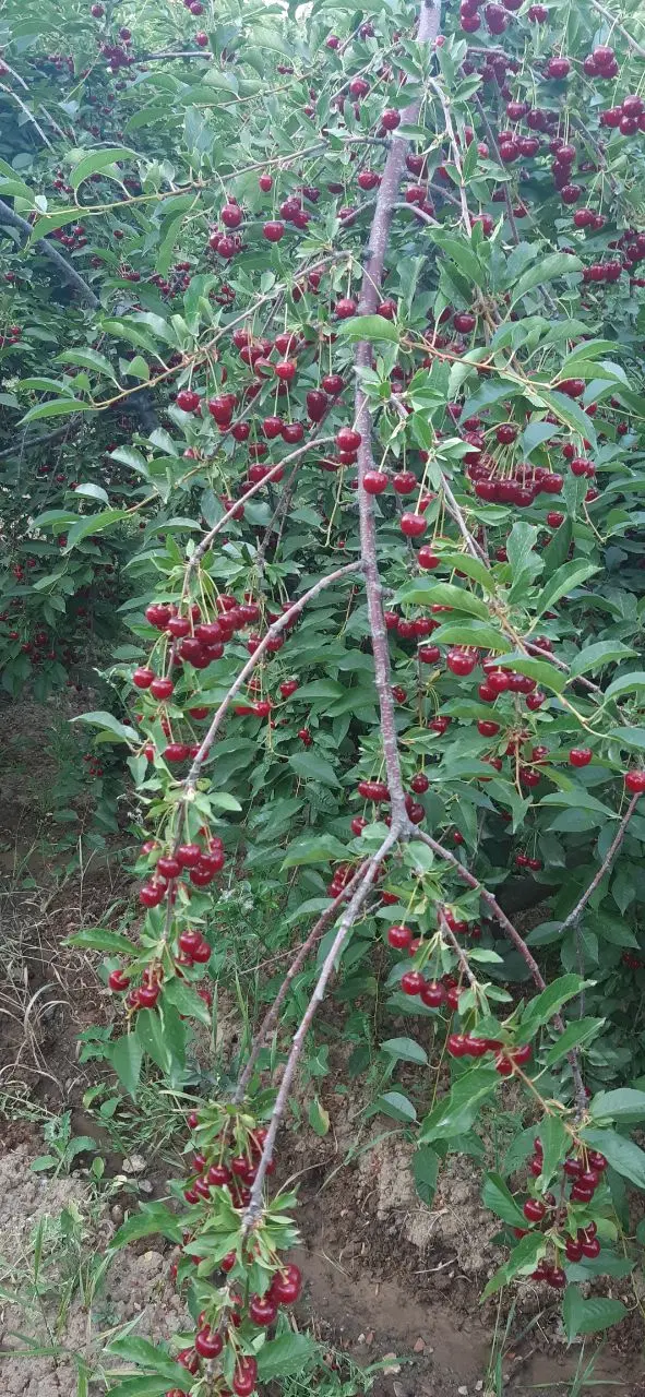 باغ قلیان