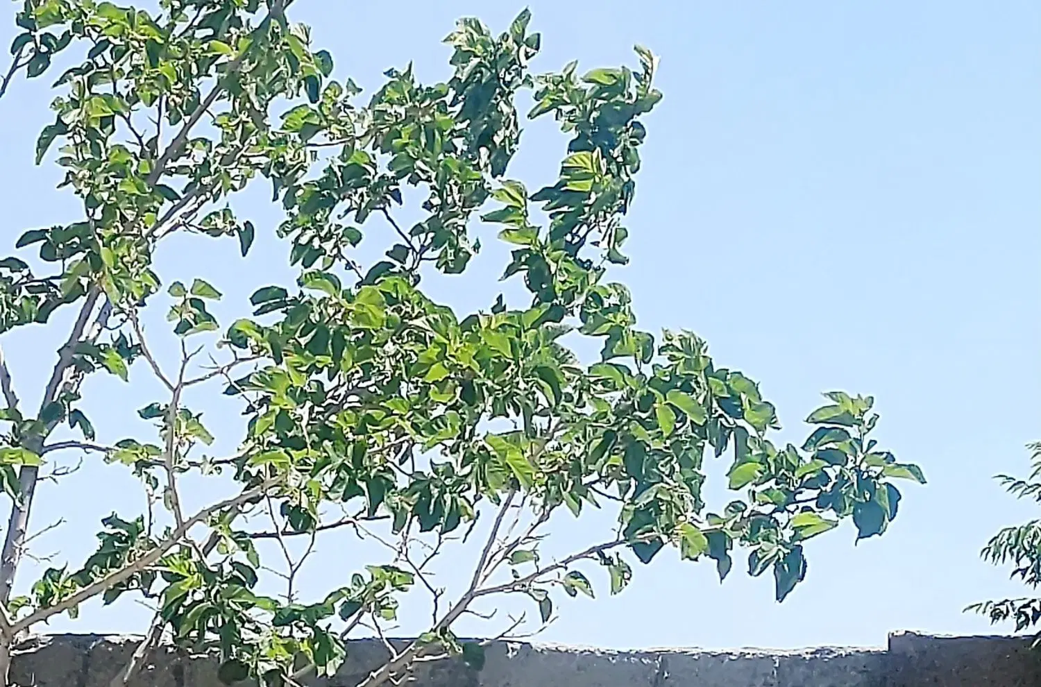 باغ