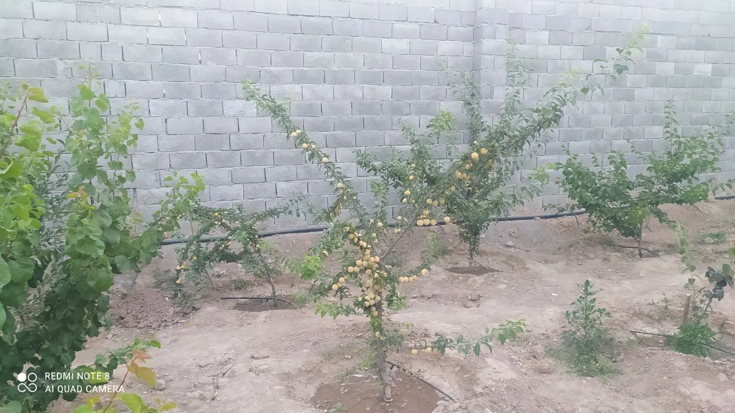 باغ ویلایی