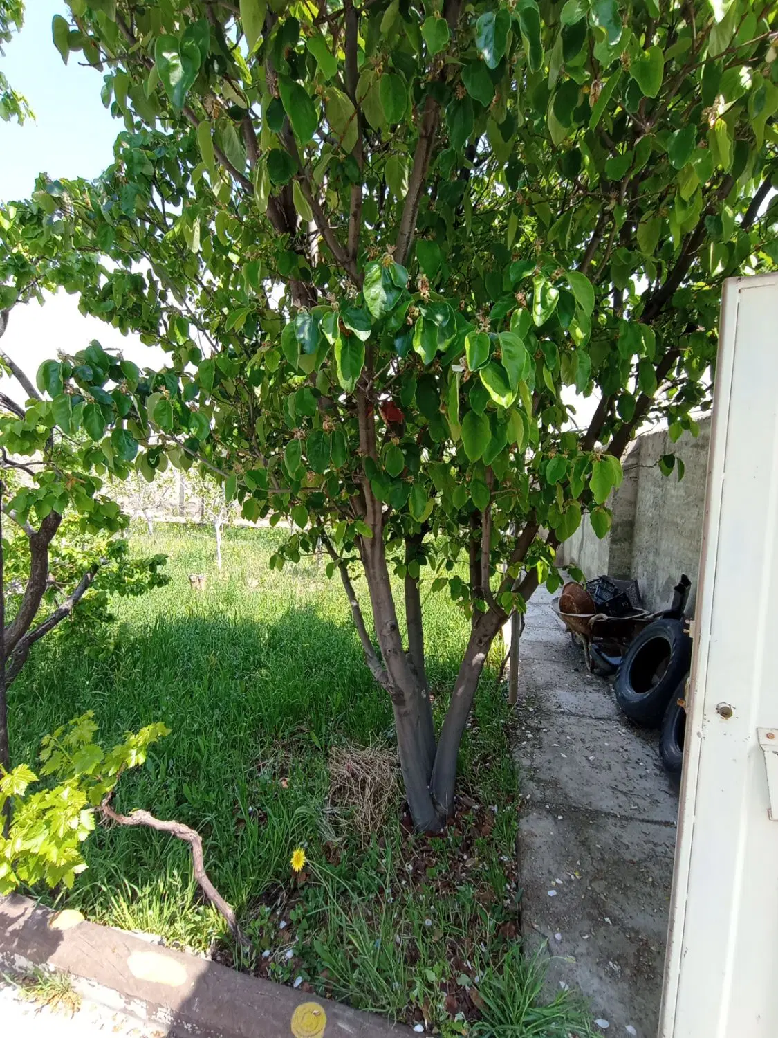فروش باغ ویلای آماده هزار متری در علی آباد صوفیان