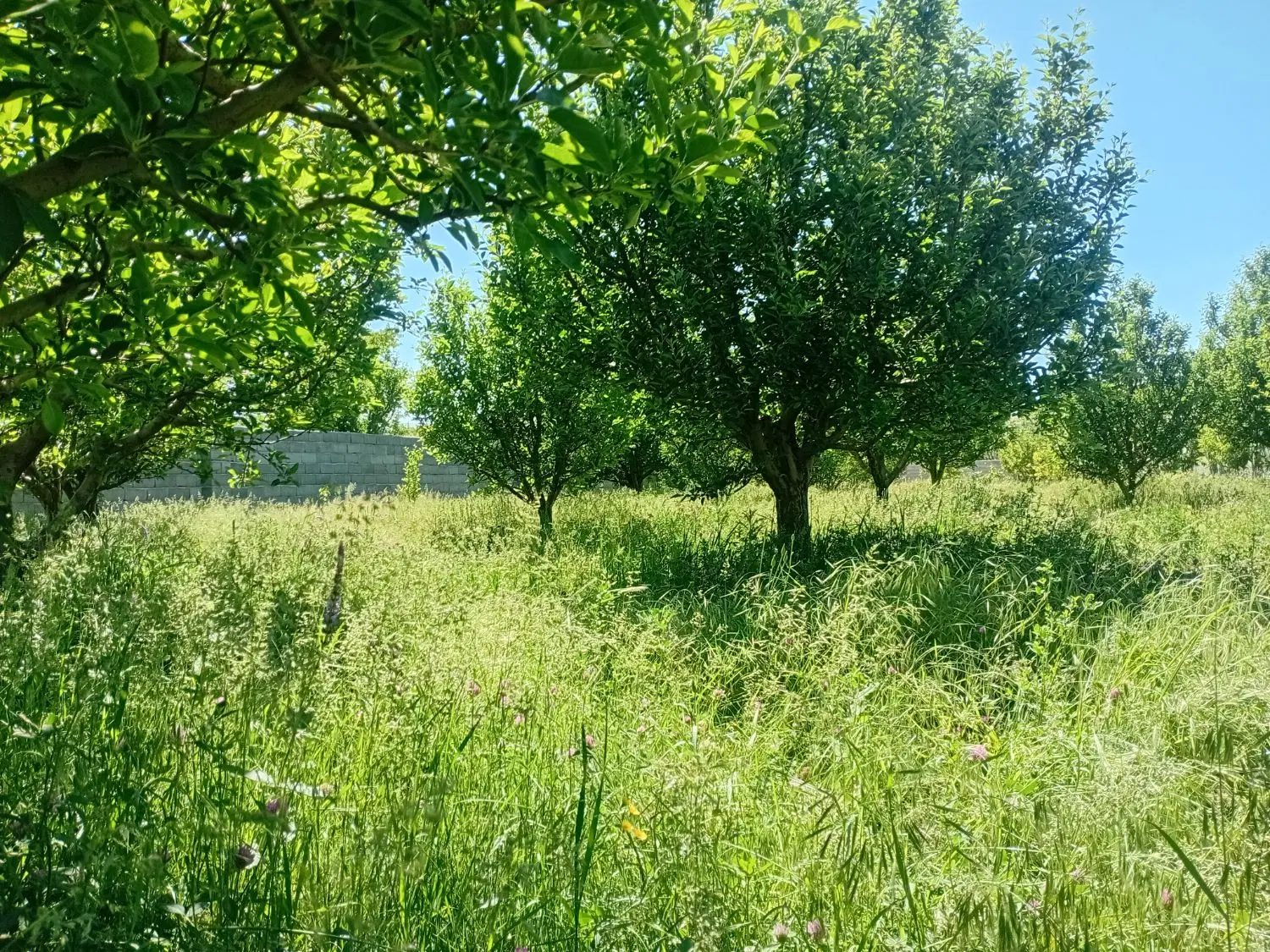 فروش باغچه سند دار