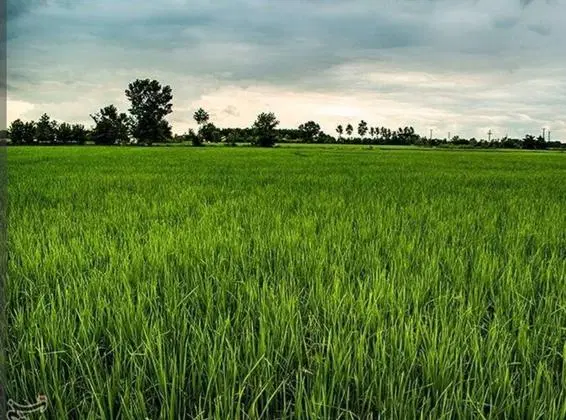 فروش زمین قلب منطقه آزاد انزلی