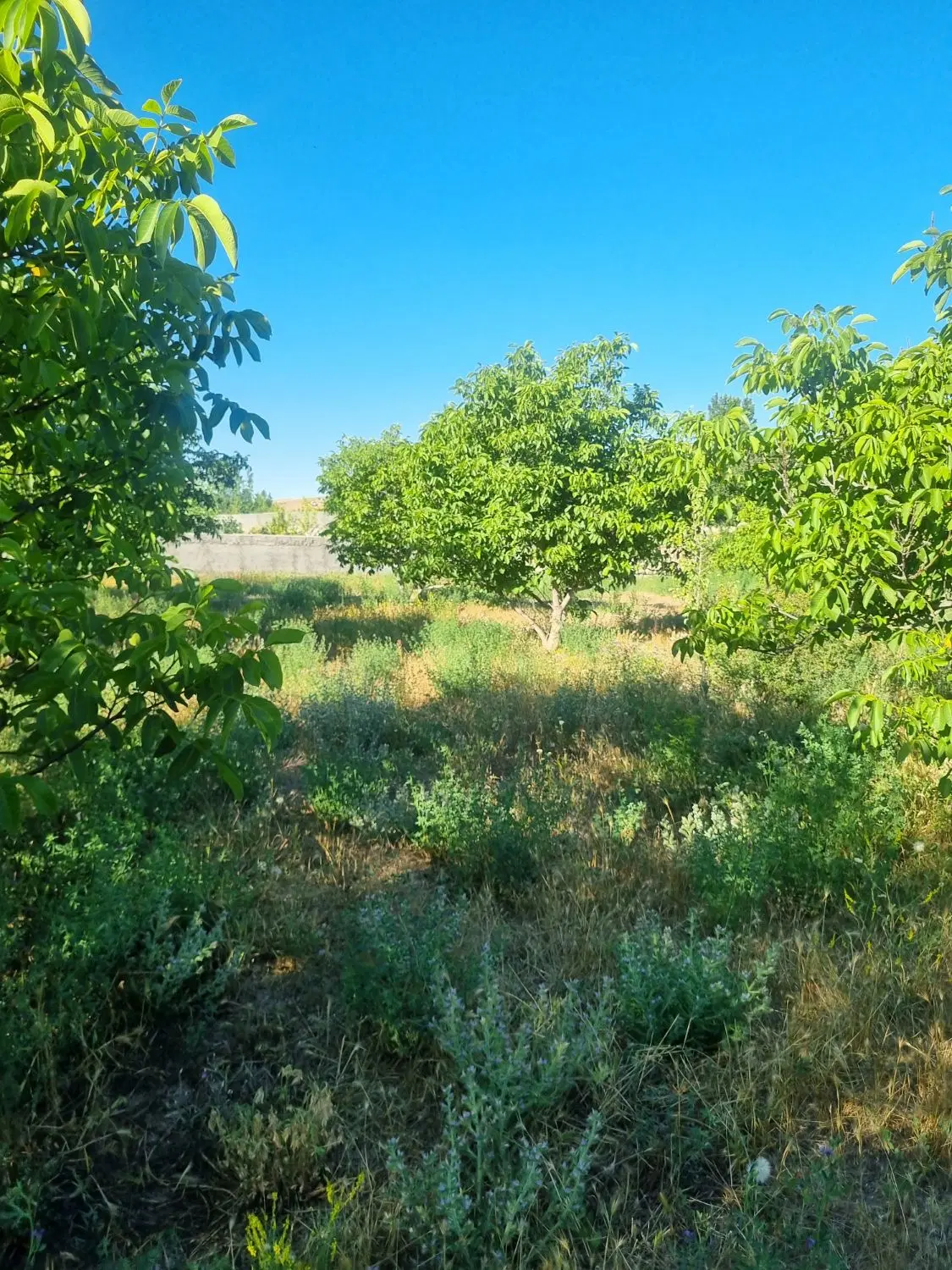 باغ در روستای ویند سرعین