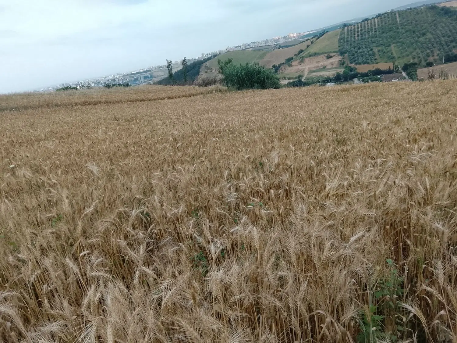 زمین کشاورزی ویلایی باغی گلند تاریکی