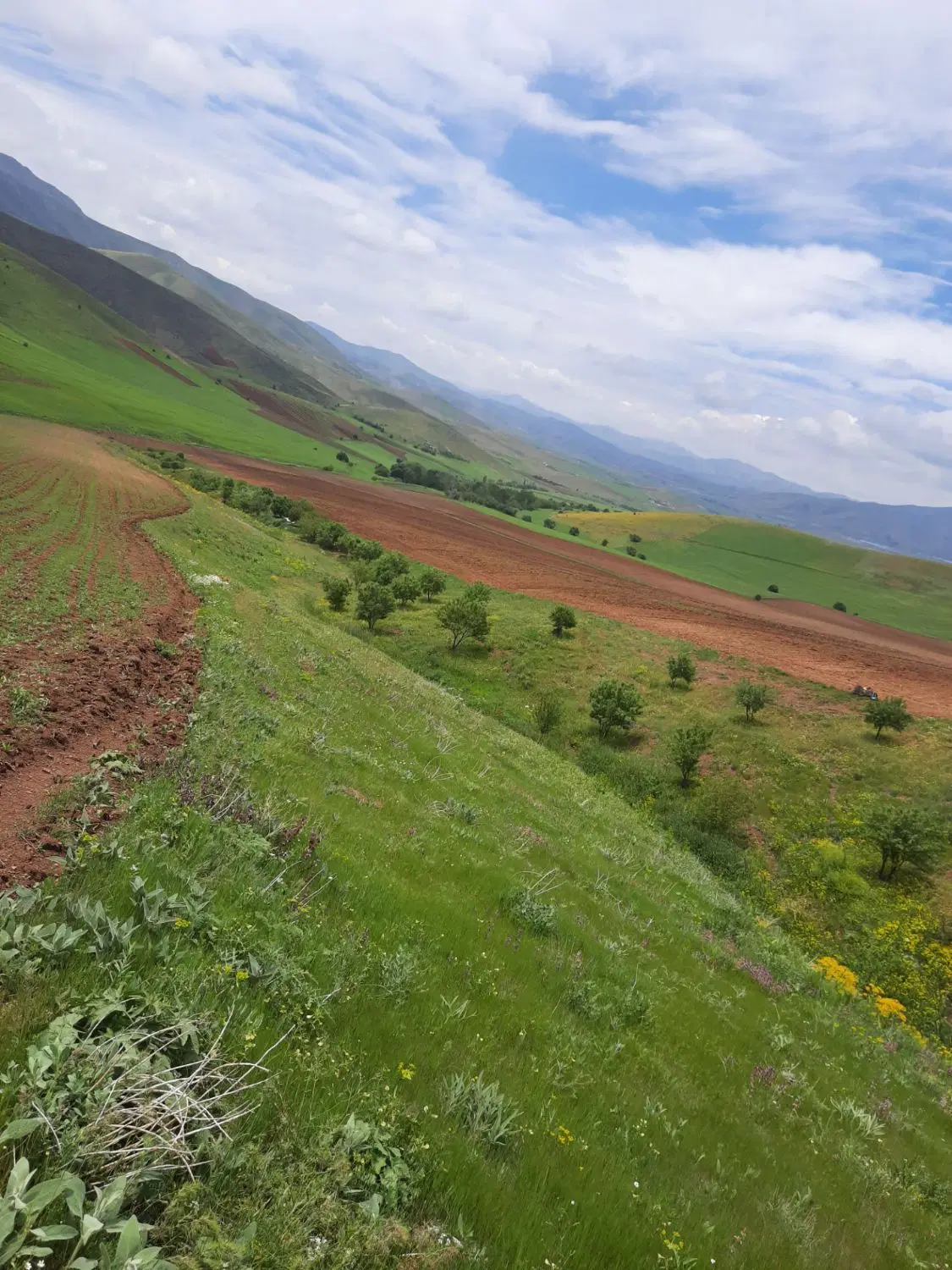 فروش زمین کشاورزی ۵ هکتاری واقع در کانی کبود