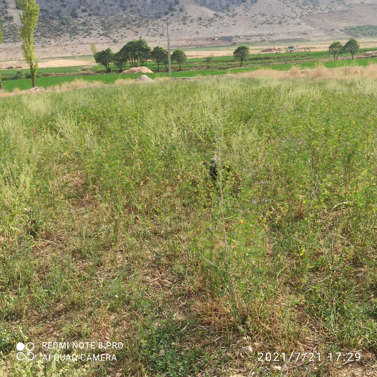 زمین مزدک ده کهنه