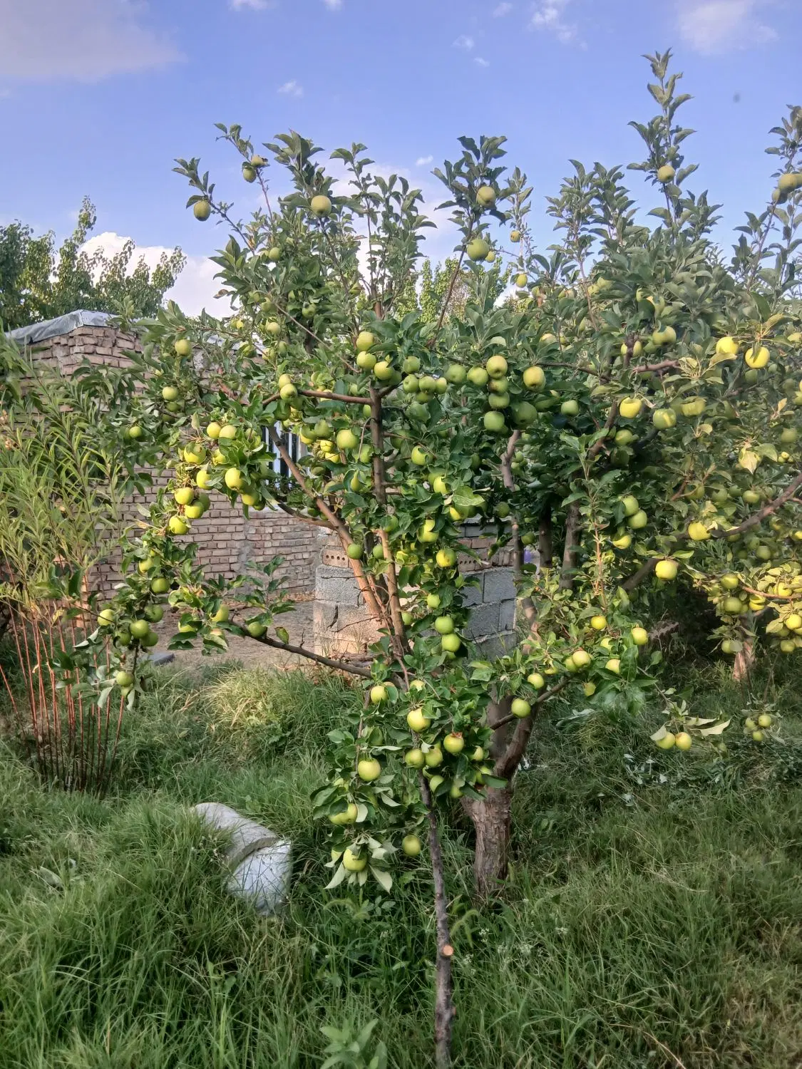 باغ میوه