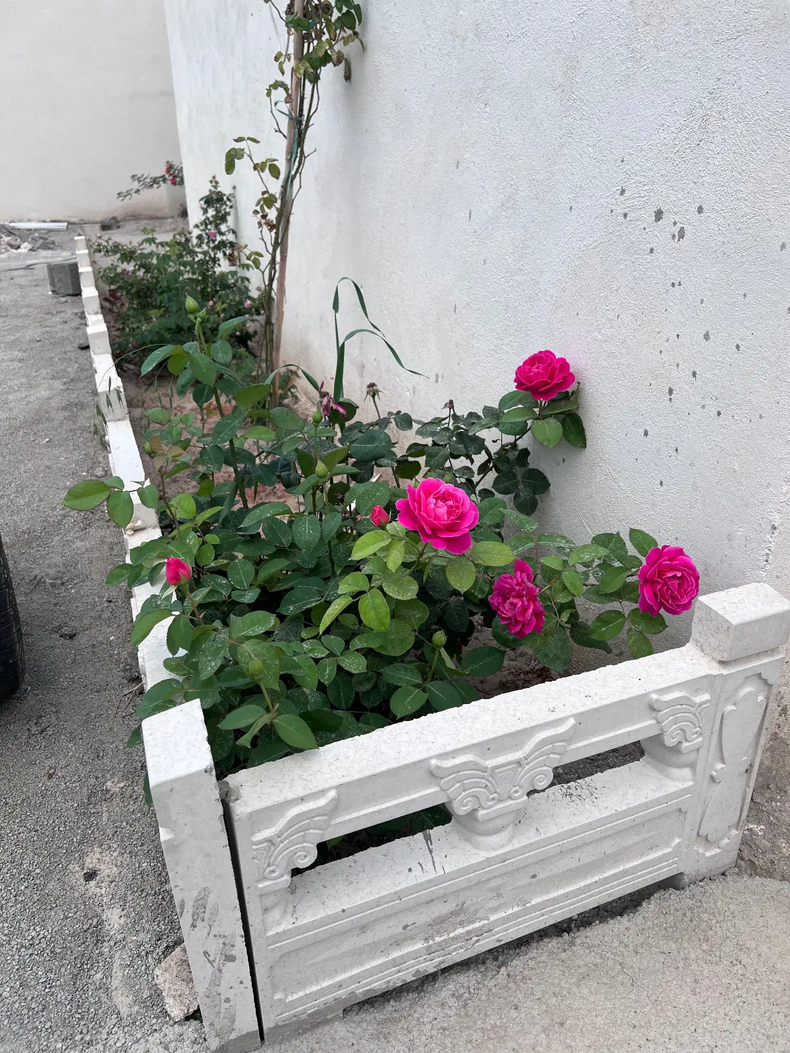 باغچه