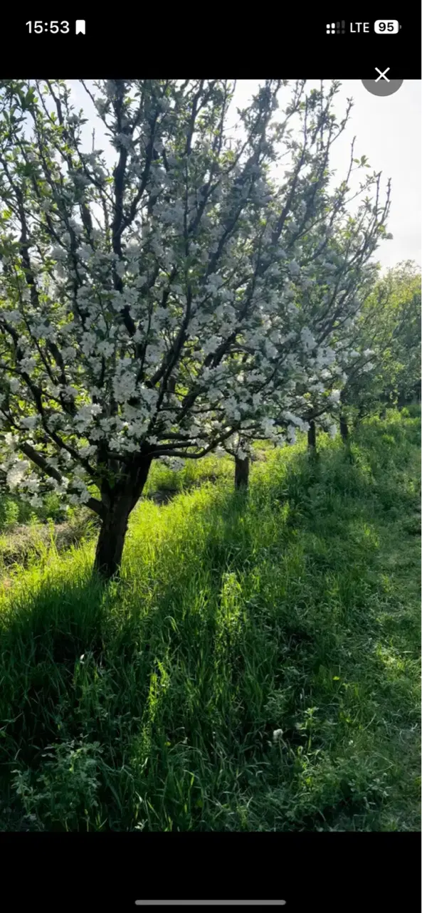 زمین ویلایی 800 متری کیلومتر ۵ سنتو