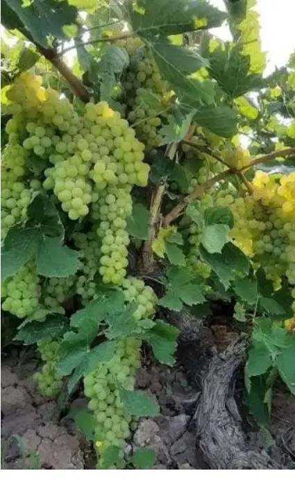 فروش زمین باغی و چهار دیوار و زمین صنعتی