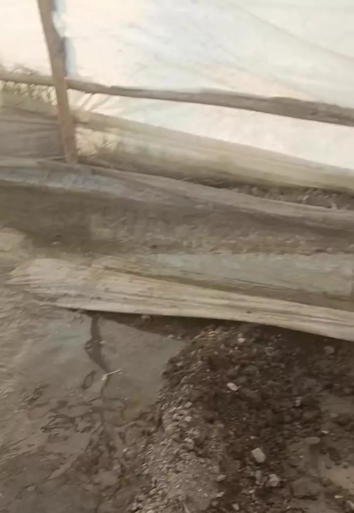 گلخانه