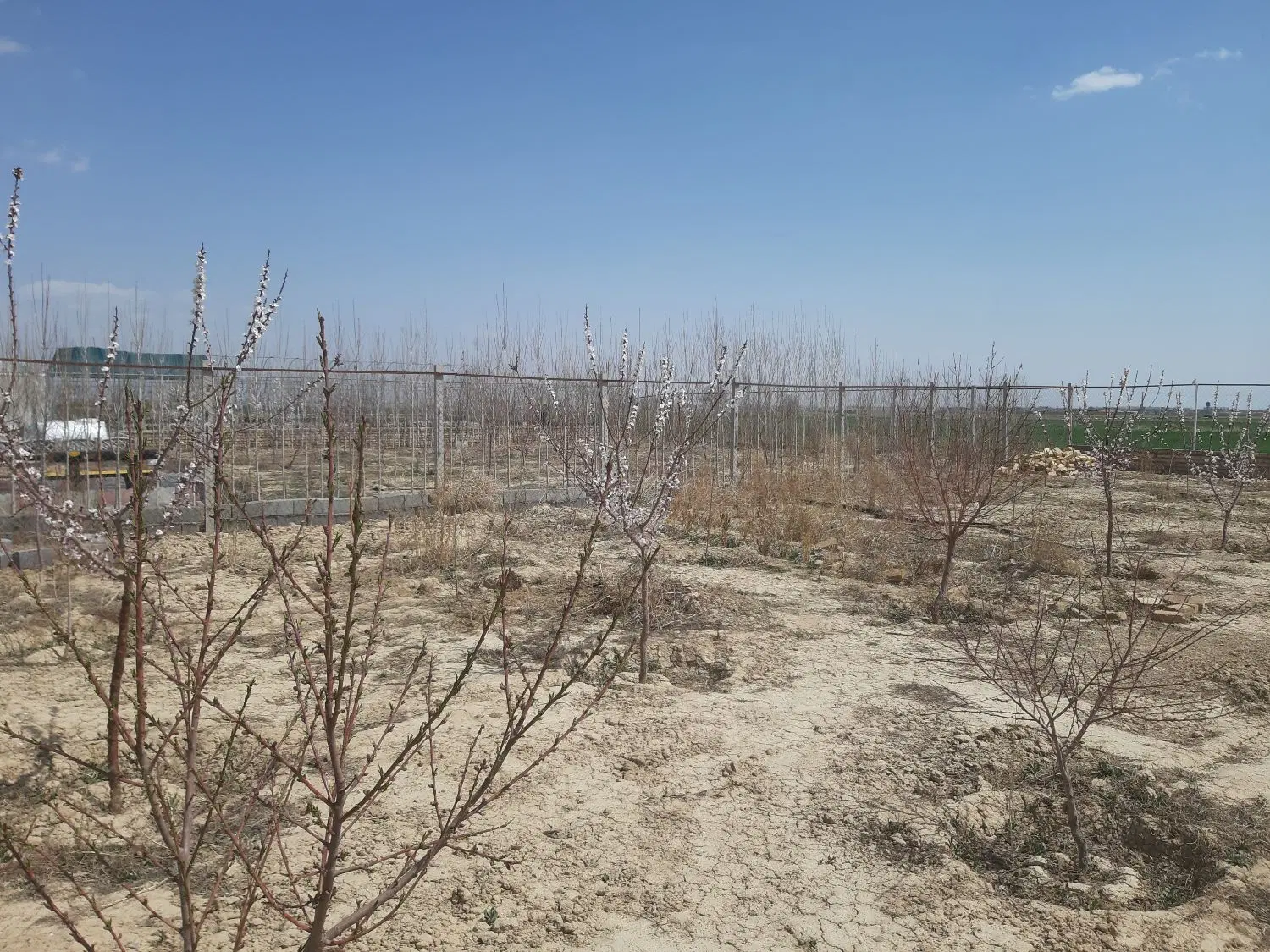 زمین ۱۰۰۰ متری روستای محمدیه