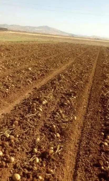 زمین زراعی قراملک