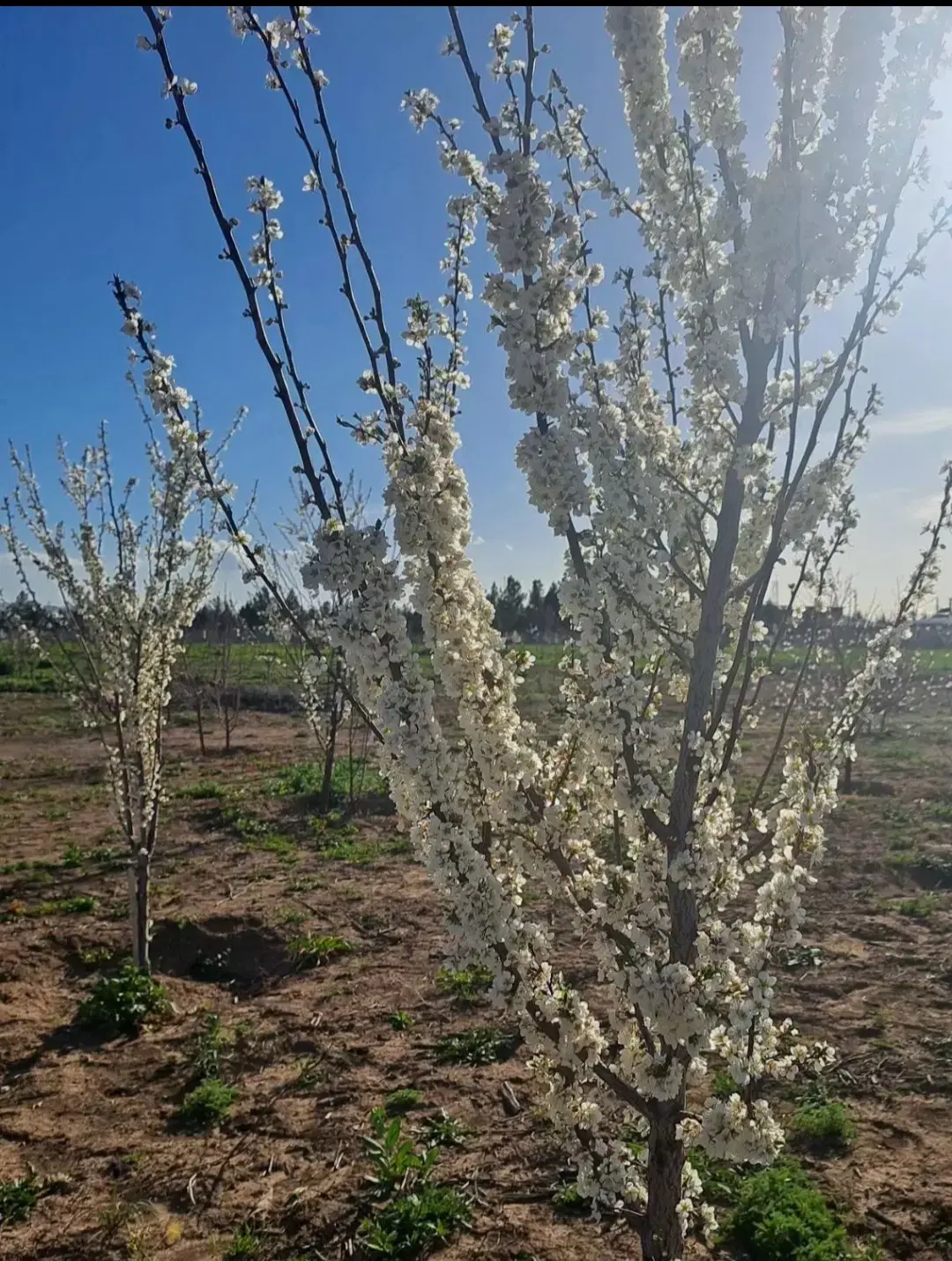زمین باغ الهیه