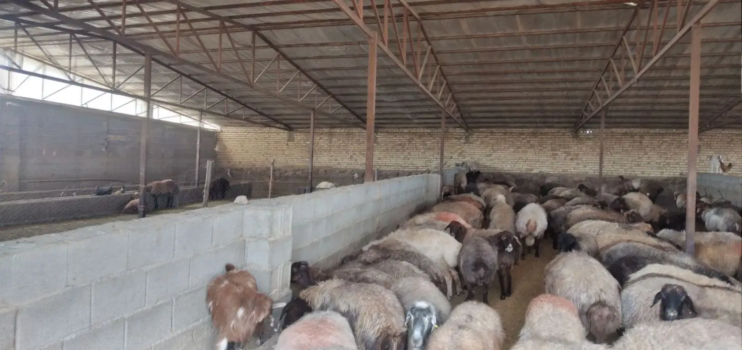دامداری سه هزار متری با ۱۲۰۰ متر سالن سند شش دا