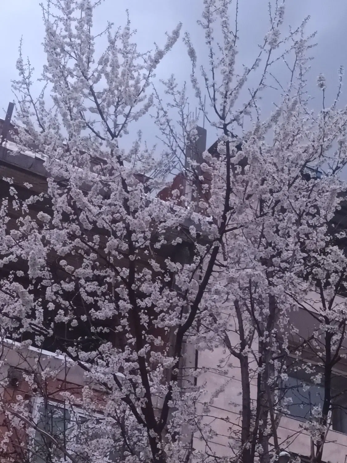 مال اجاره ای گرکه بو دونفر