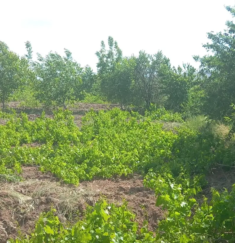 باغ انگور روستای جوراب