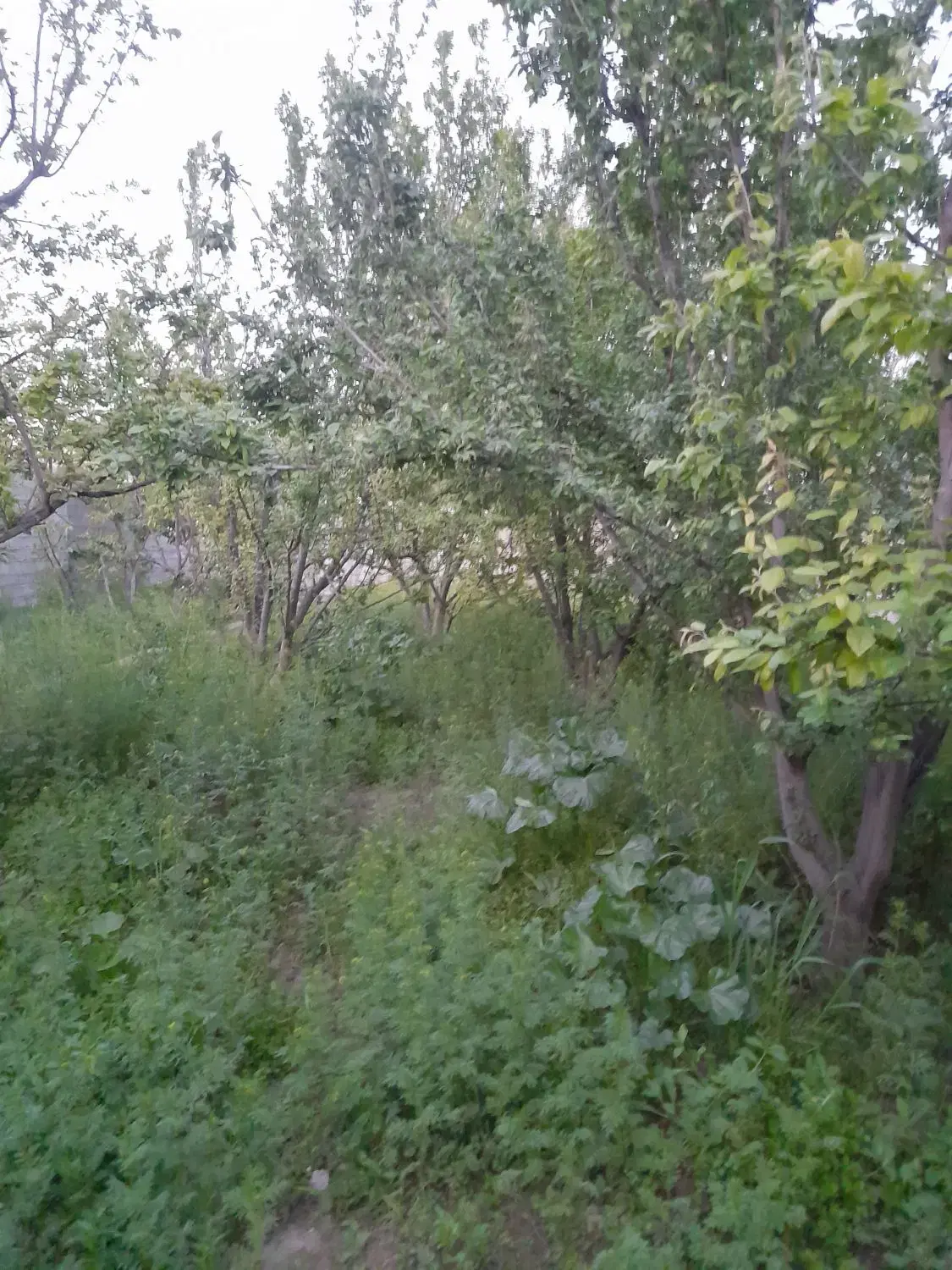 ۴۷۰مترباغچه