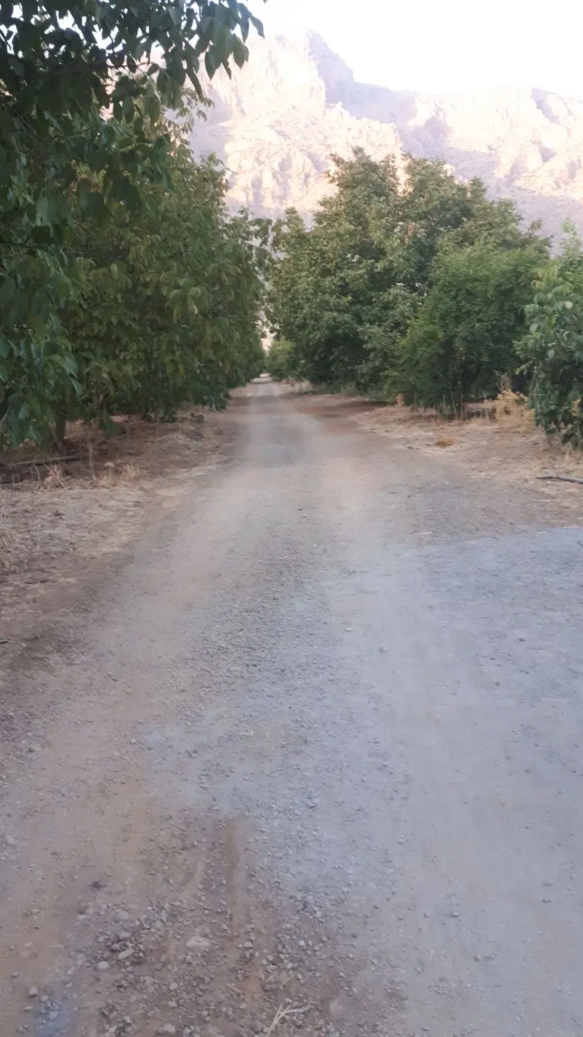 باغ گردو۲۵ساله