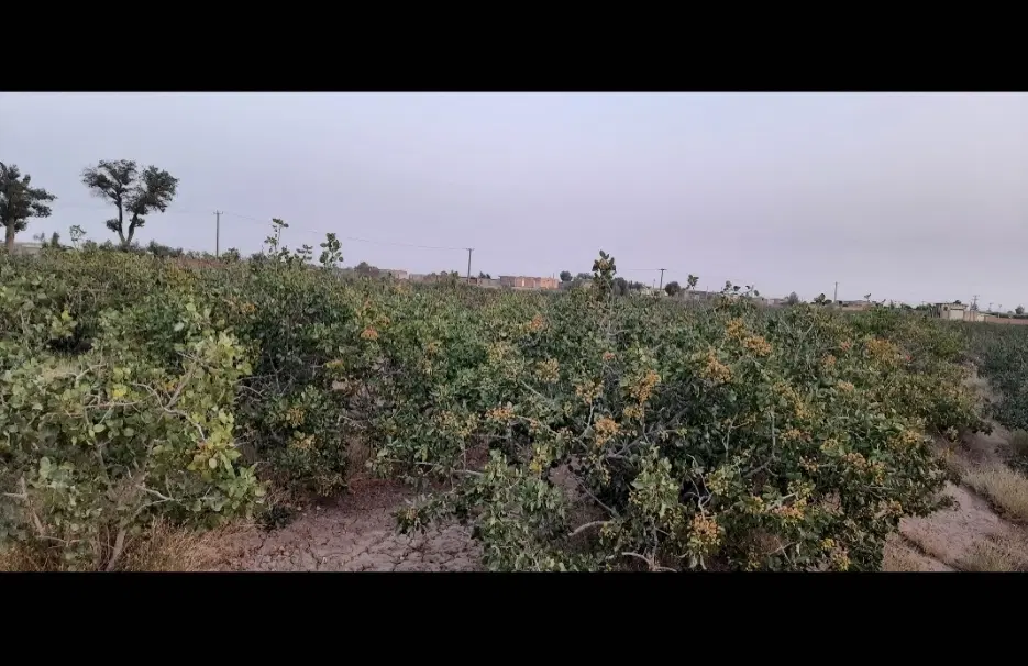۳۰ قصب زمین