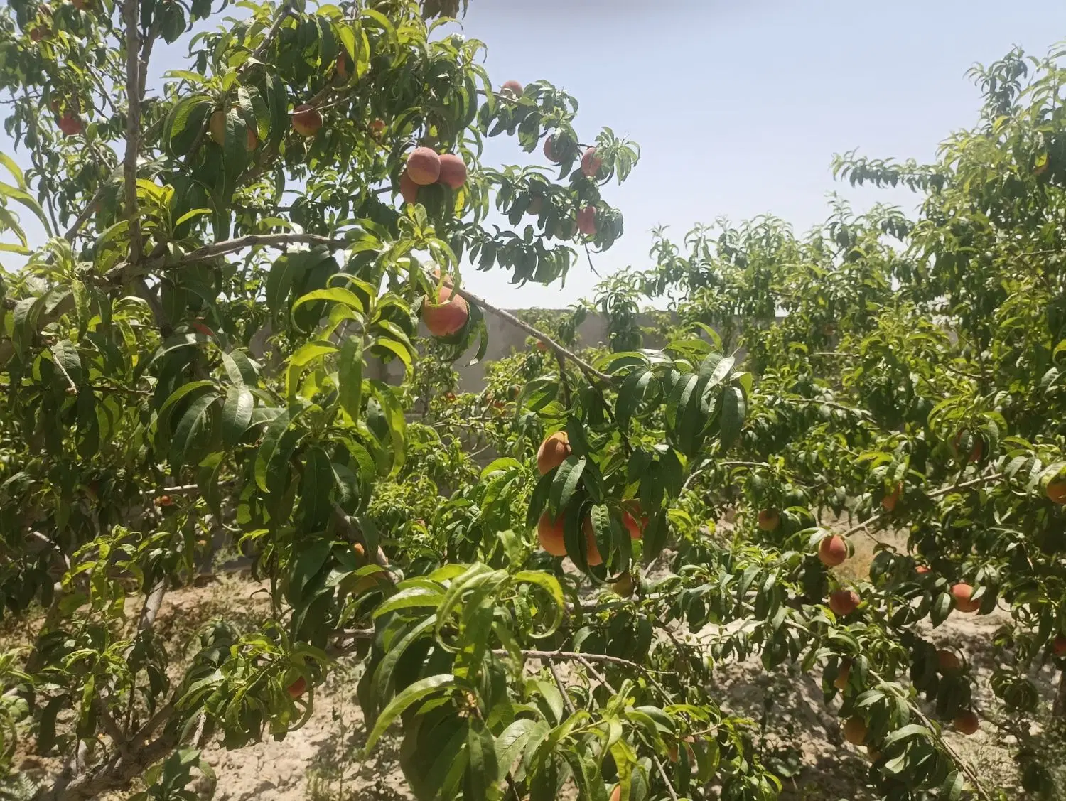 ویلای نقلی در شاهنامه
