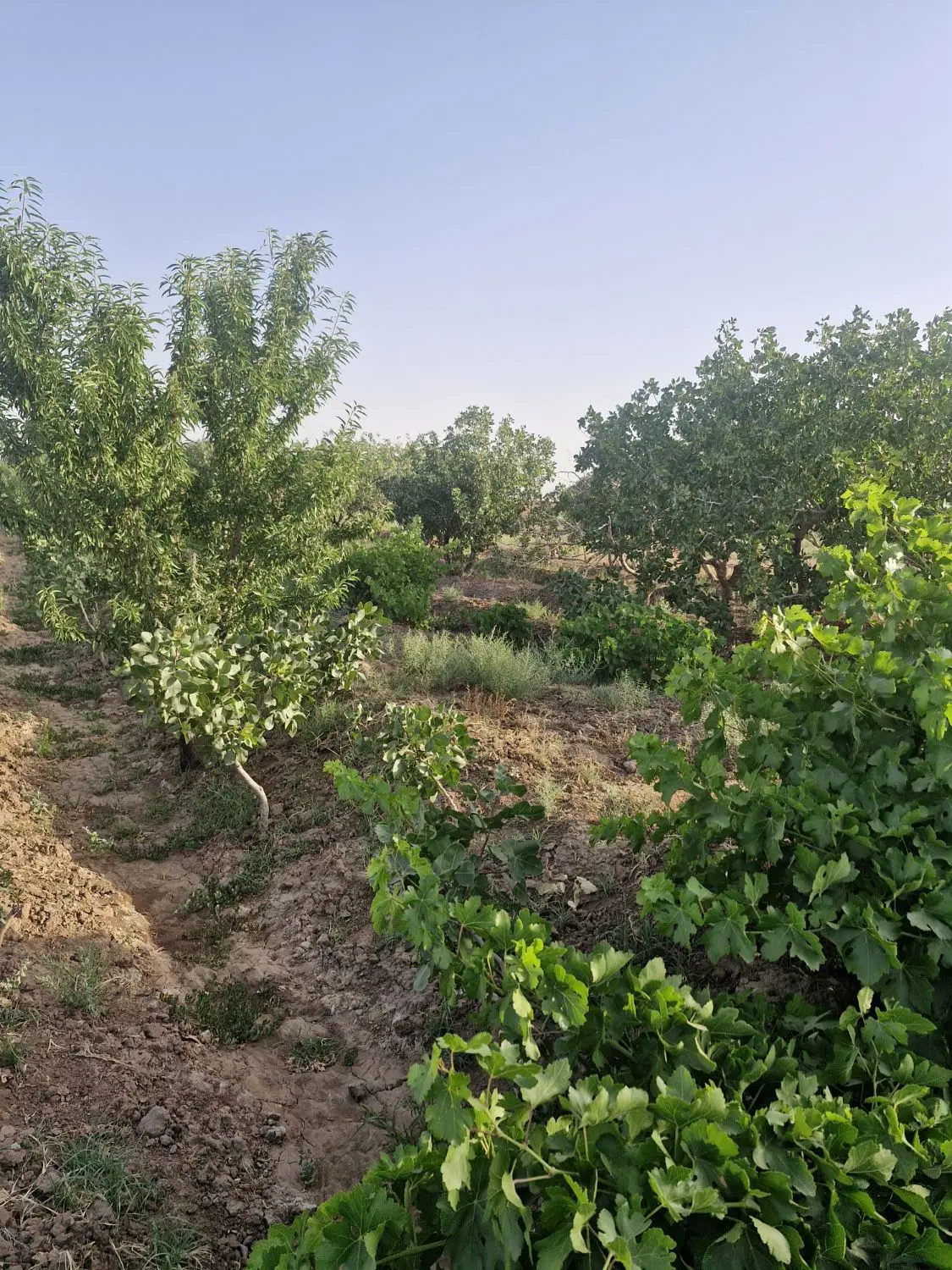 باغ پسته و میوه ۱ هکتاری با حق آب