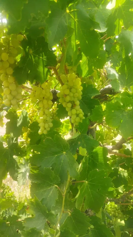 فروش انگور عسکری