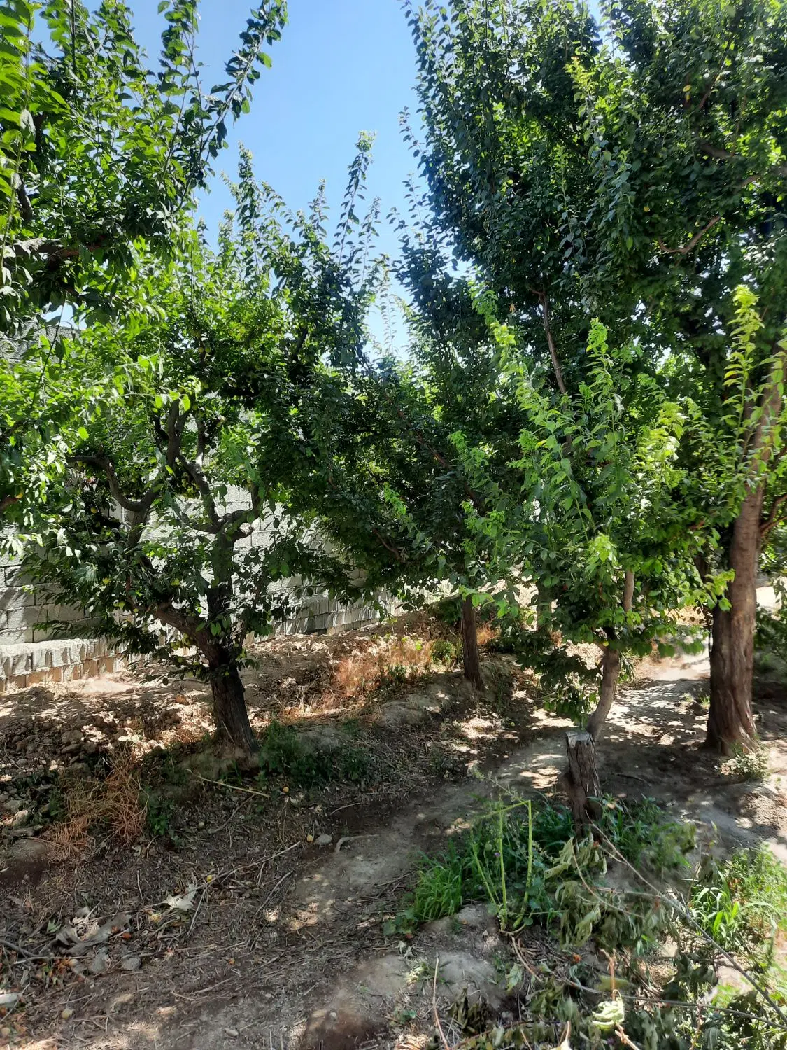 باغچه خام چهاردیواری (خوش قیمت )