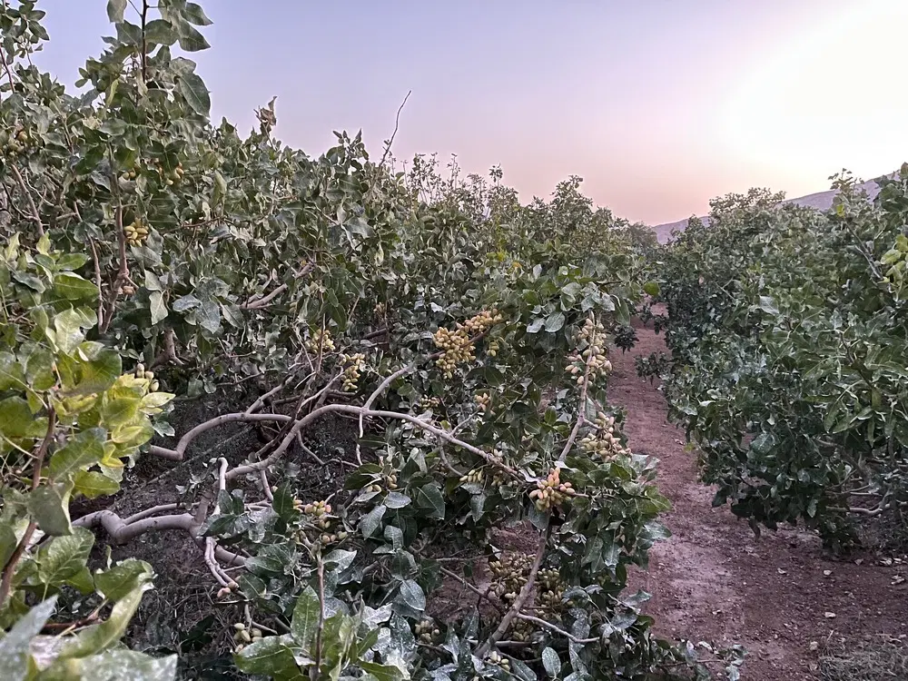 فروش باغ پسته