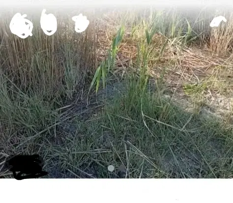 یک قطعه زمین نخل دار واقع در روستای مغیطیه