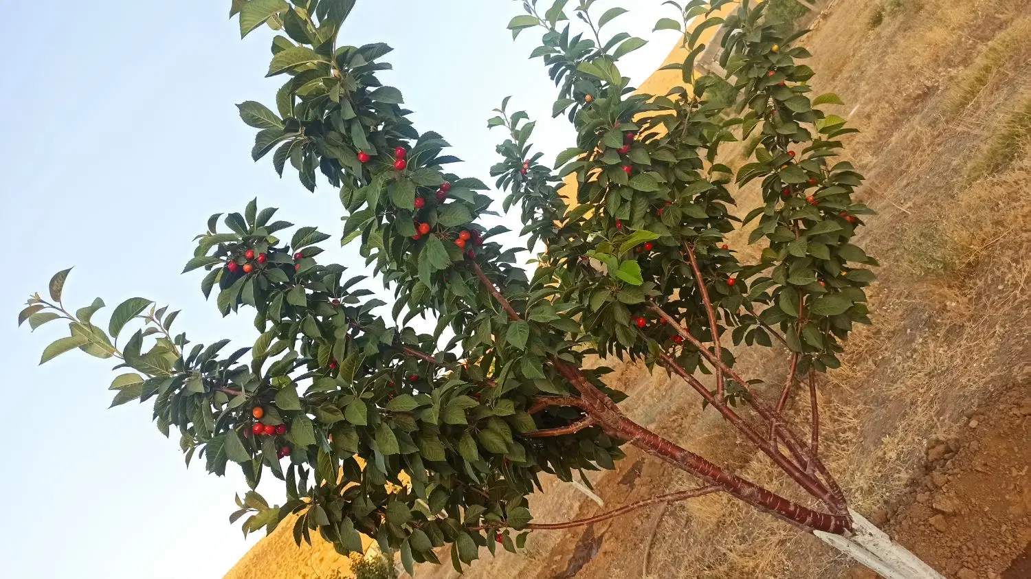 فروش باغ نقلی
