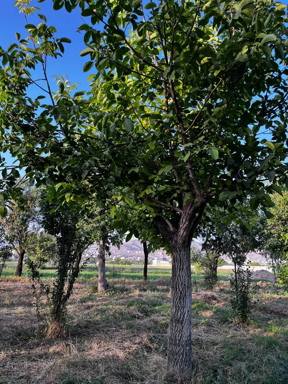 باغ و زمین
