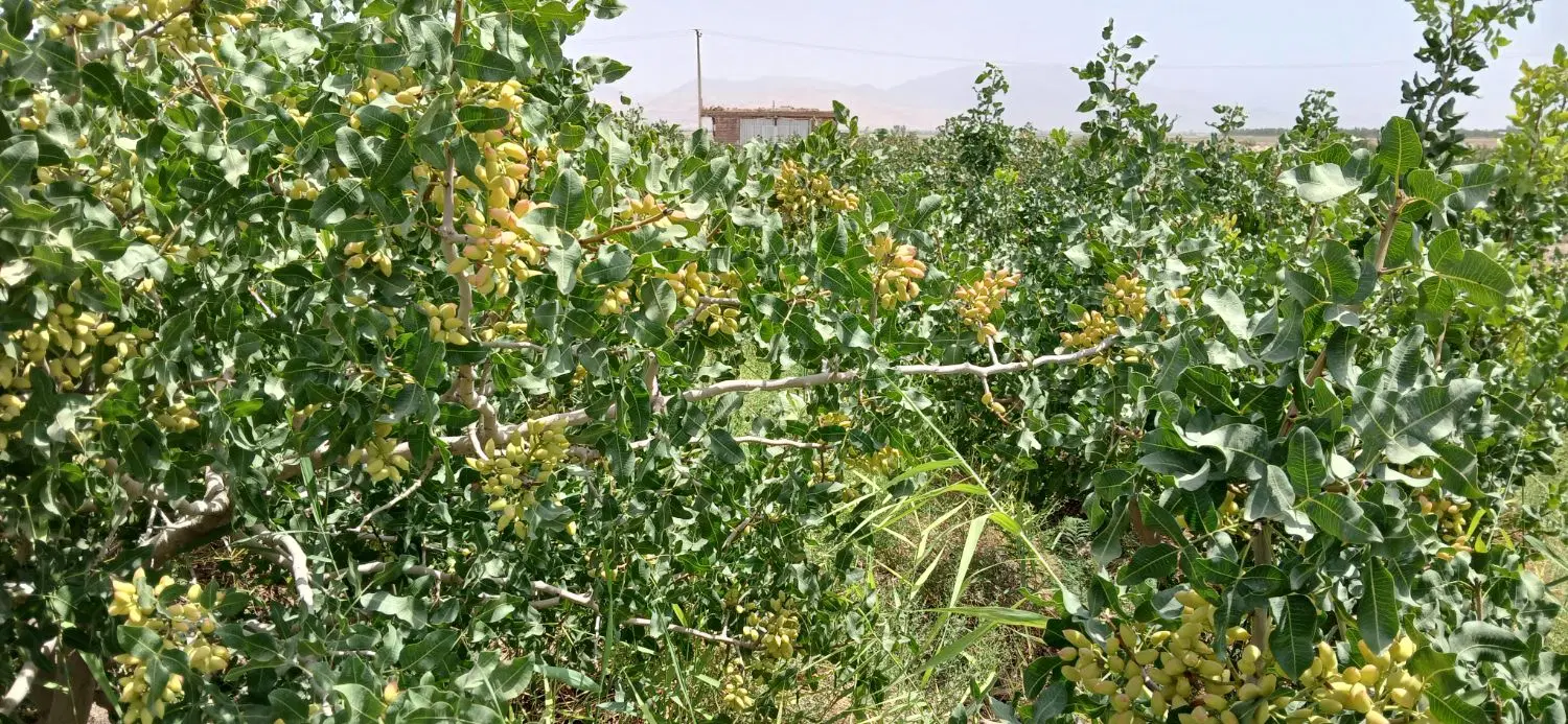 زمین کشاورزی و باغ