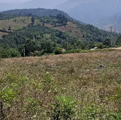 زمین آرام نرو ۲۰۰ متر با بر ۱۰ خوش قواره