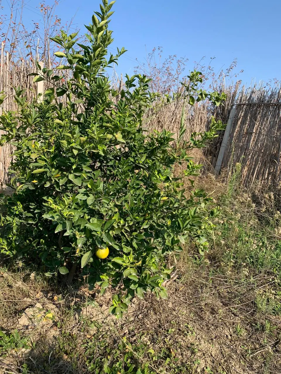 باغ یا باغچه کمربندی سرخنکلاته