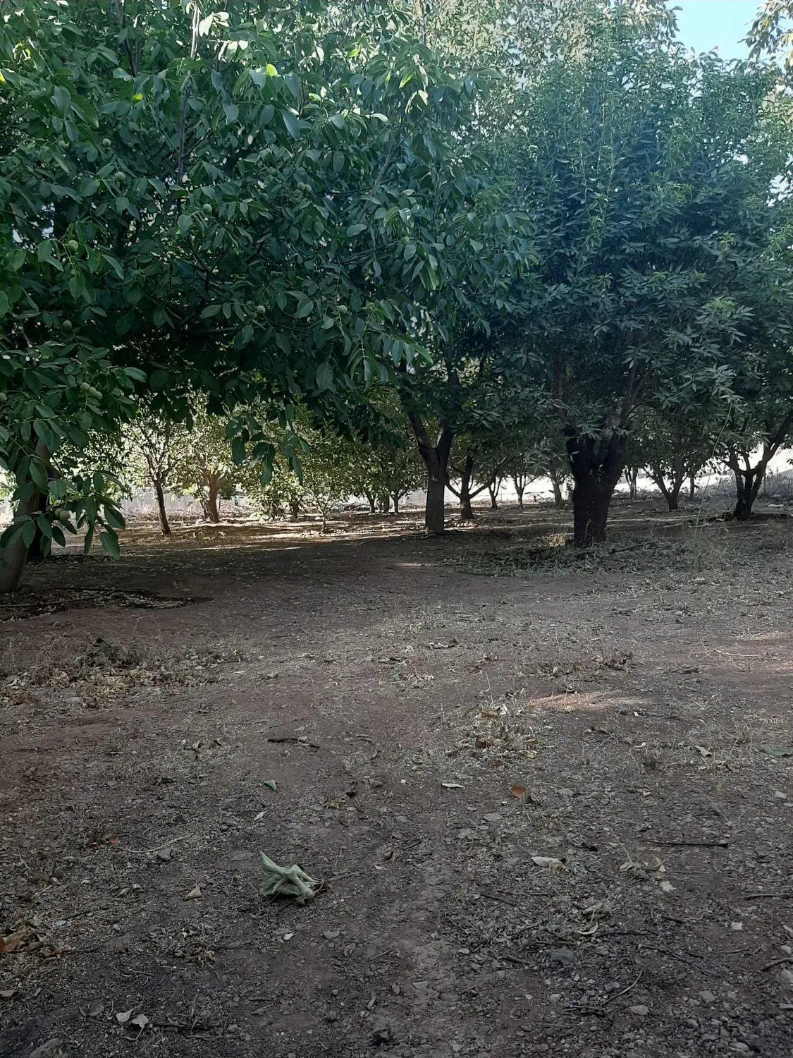 یک قطعه باغ مثمر ثمر