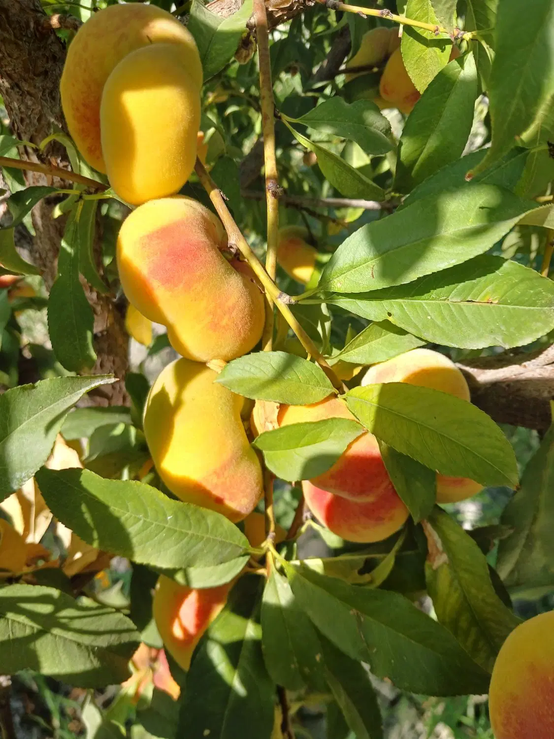 اجاره درخت میوه