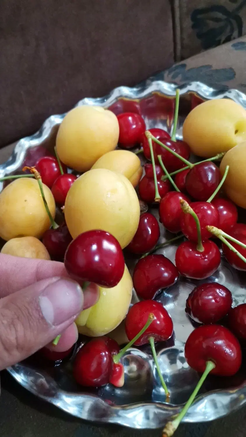 فروش باغ میوه اطراف باغبادران