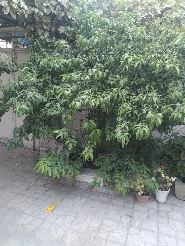 یک باب اپارتمان  ۵۵ متر واقع در کن   تک خواب