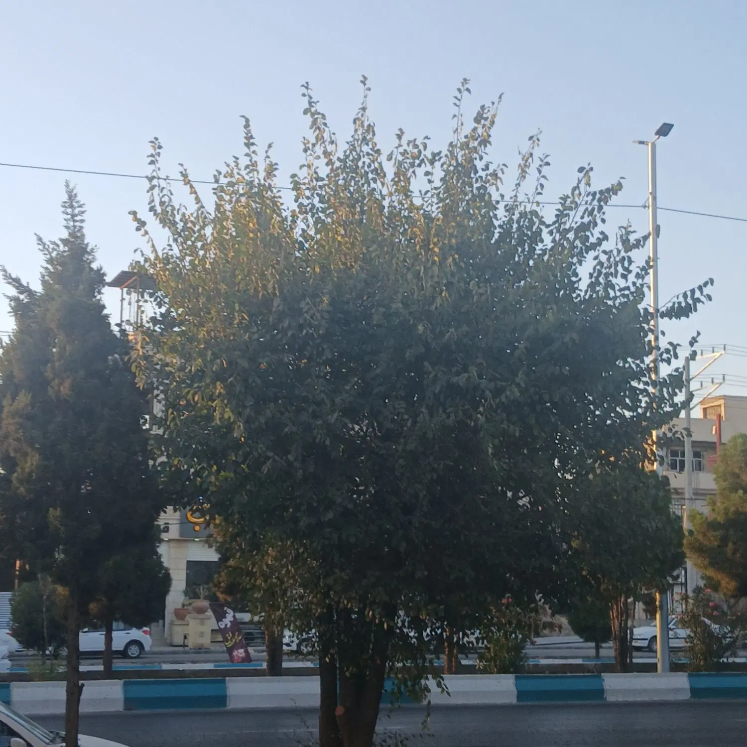 باغ گردو بیدخواب