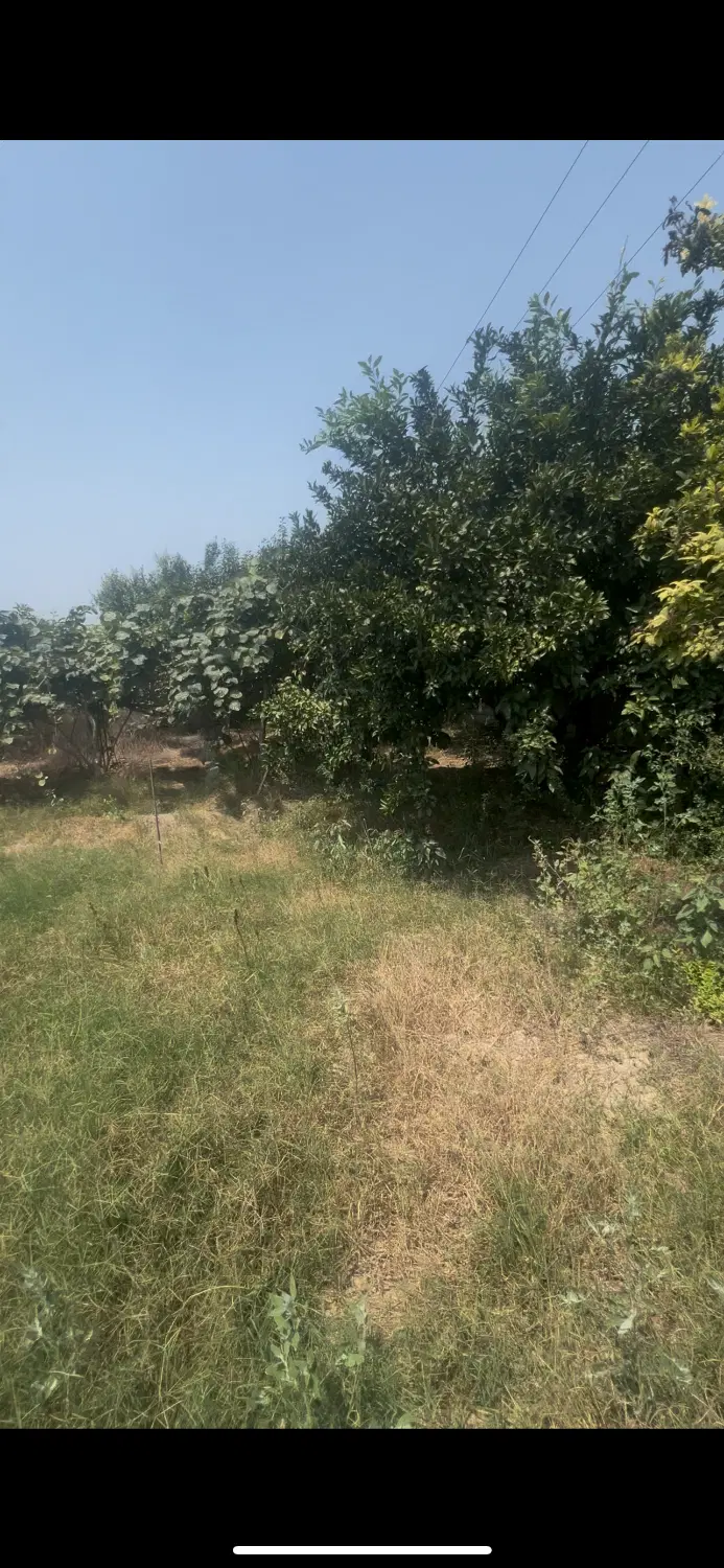 فروش زمین باغی