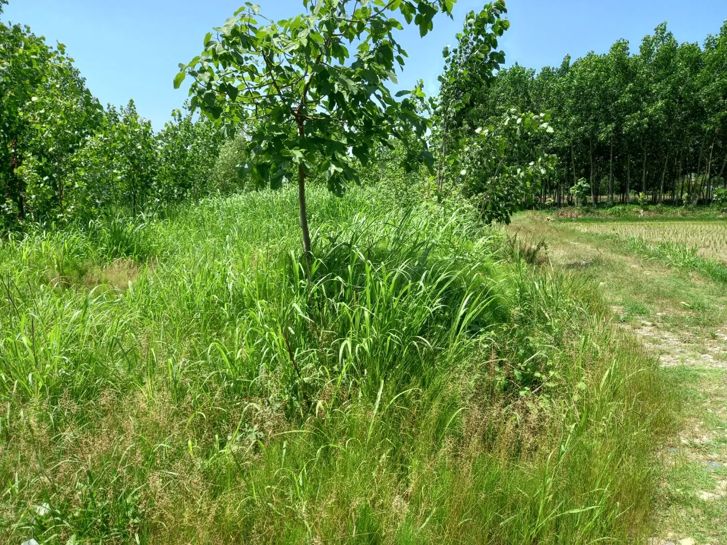 زمین مسکونی برای فروش