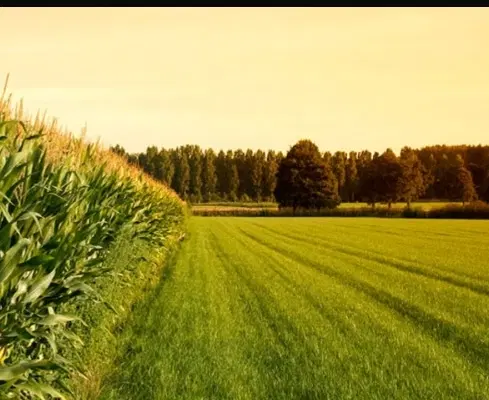 زمین زراعی در خانقاه سفلی