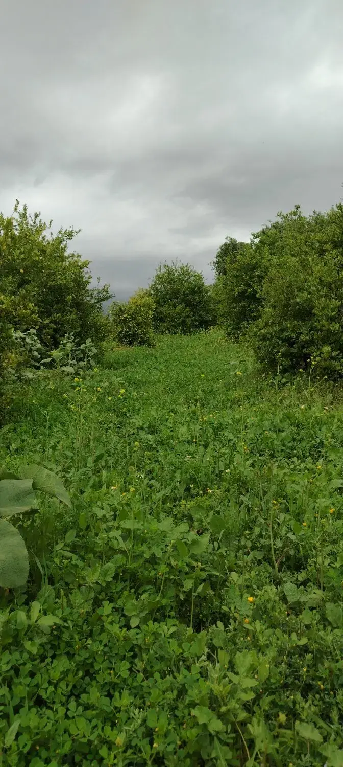 زمین مسکونی گنجه ای کهنه