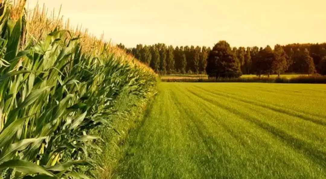 زمین مناسب برای باغ