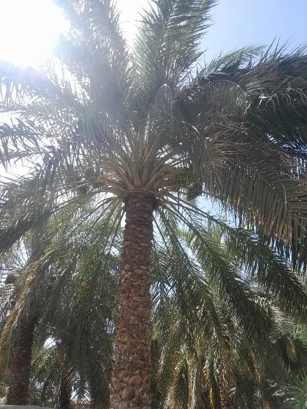 فروش باغ واقع درعلی ابادگنبکی