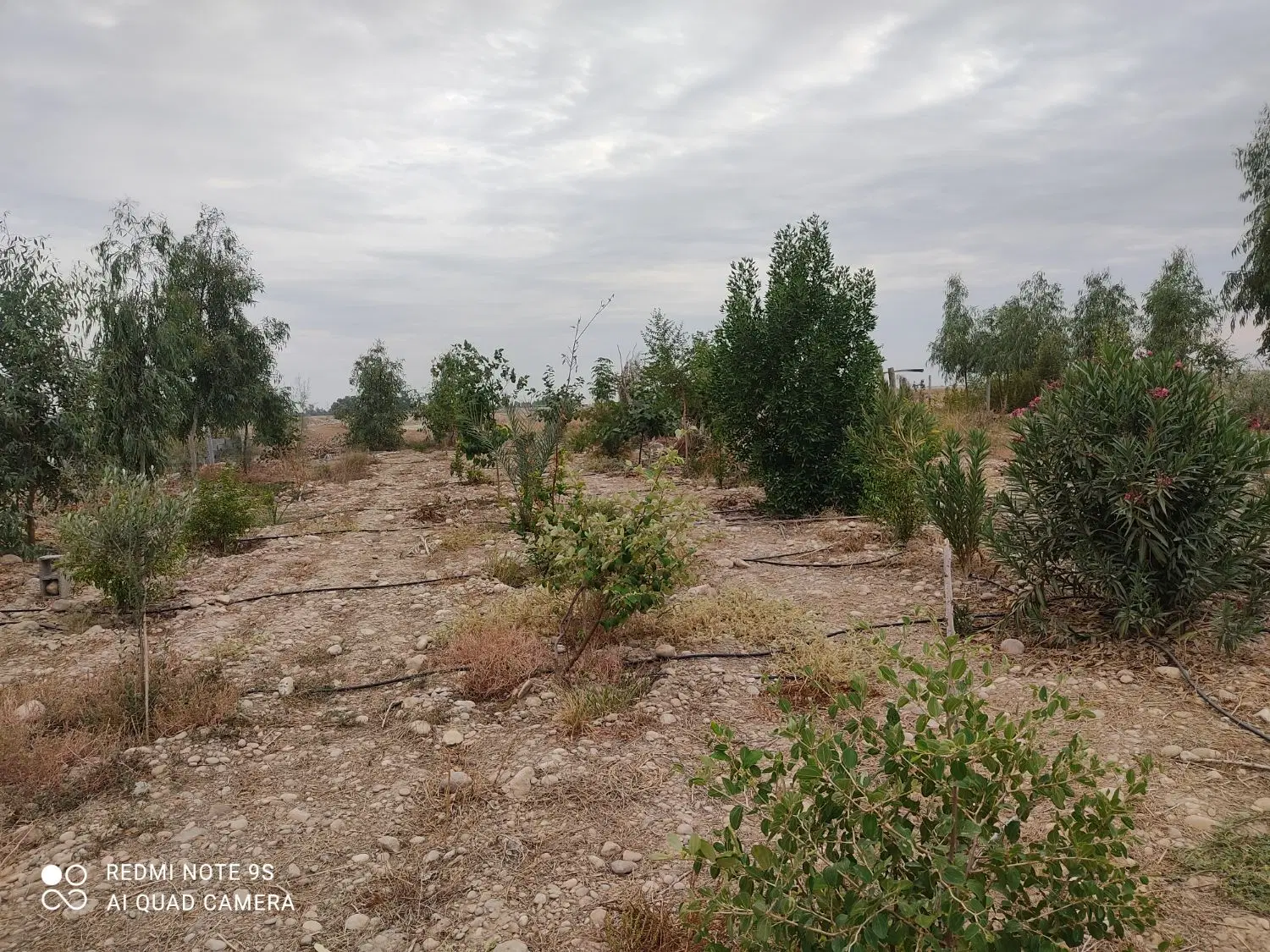 فروش باغ 500متری روستای قدمگاه امام رضا