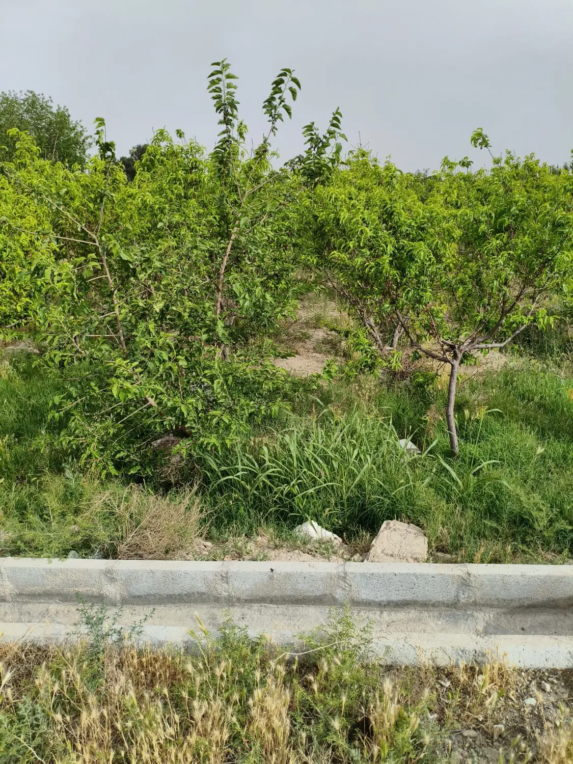 باغ باغچه
